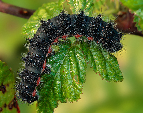 larva........Acronicta menyanthidis? - Saturnia pavoniella